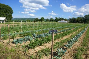  The five acre farm at the St. Luke’s Anderson campus in Bethlehem, PA. Photo credit: Bill Noll