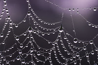 Spiders-Web.jpg?profile=RESIZE_710x