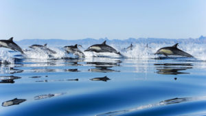Pod-of-Dolphins-Gulf-of-California-300x169.jpg?profile=RESIZE_710x
