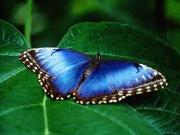 butterfly 66