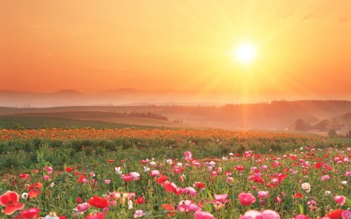 field-of-flowers-sunset-1024x640