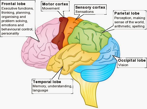 brain-lobes4