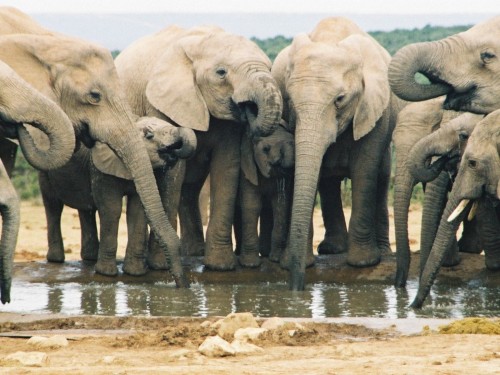 Elephant Nation