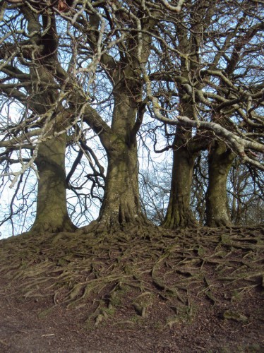 meline_avebury_trees