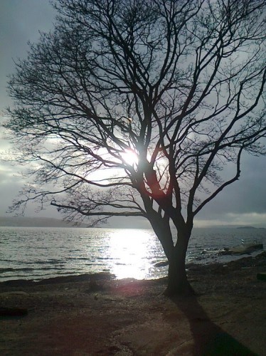 sun_lake_tree