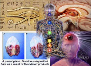pineal-gland1