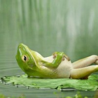 relaxing-frog