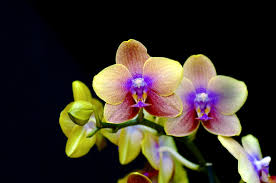 Orchid 33