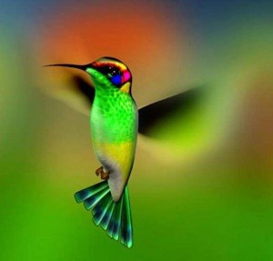 hummingbird-300x287.jpg?profile=RESIZE_710x