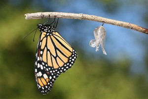 monarch-butterfly-and-chrysalis