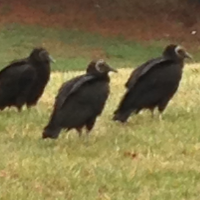 3_vultures