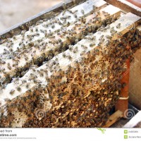 Homemade Bee Hive thumbs.dreamstime.com