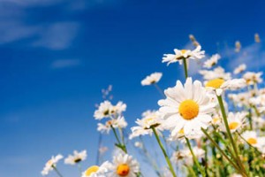 Summer field with white daisies on blue sky. Ukraine, Europe. Be