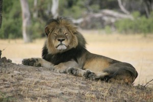 ResizedImage600399-CECIL-AFRICAN-LION-POACHING-291537-1220x812