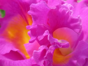 orchids-253409_1280
