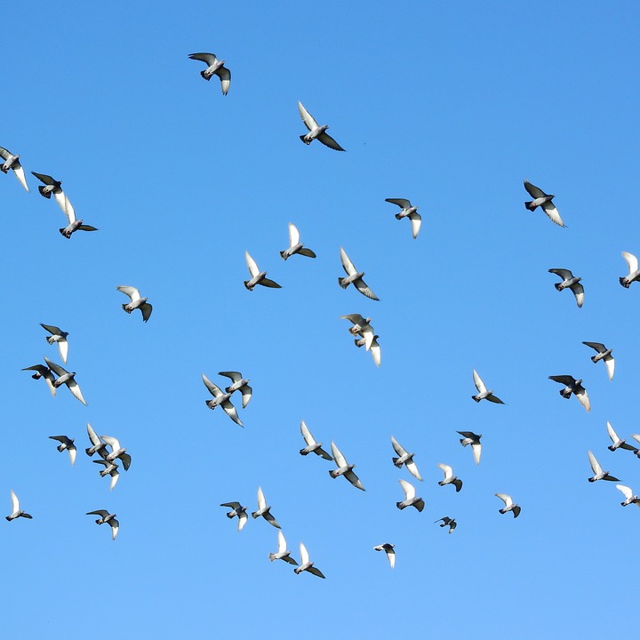 A Single Bird Turns the Flock