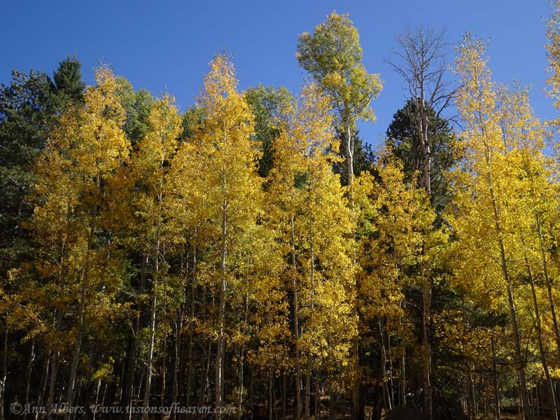 Dr. Peebles Tip Your Hat to Your Emotions